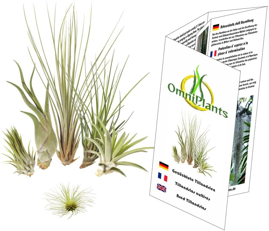 Tillandsien 5Er-Mix Mit EXTRA T. Fuchsii Var Gracilis, Luftreinigende Air Plants, Pflegeleicht, Natürliche Deko, Gärtnereizucht