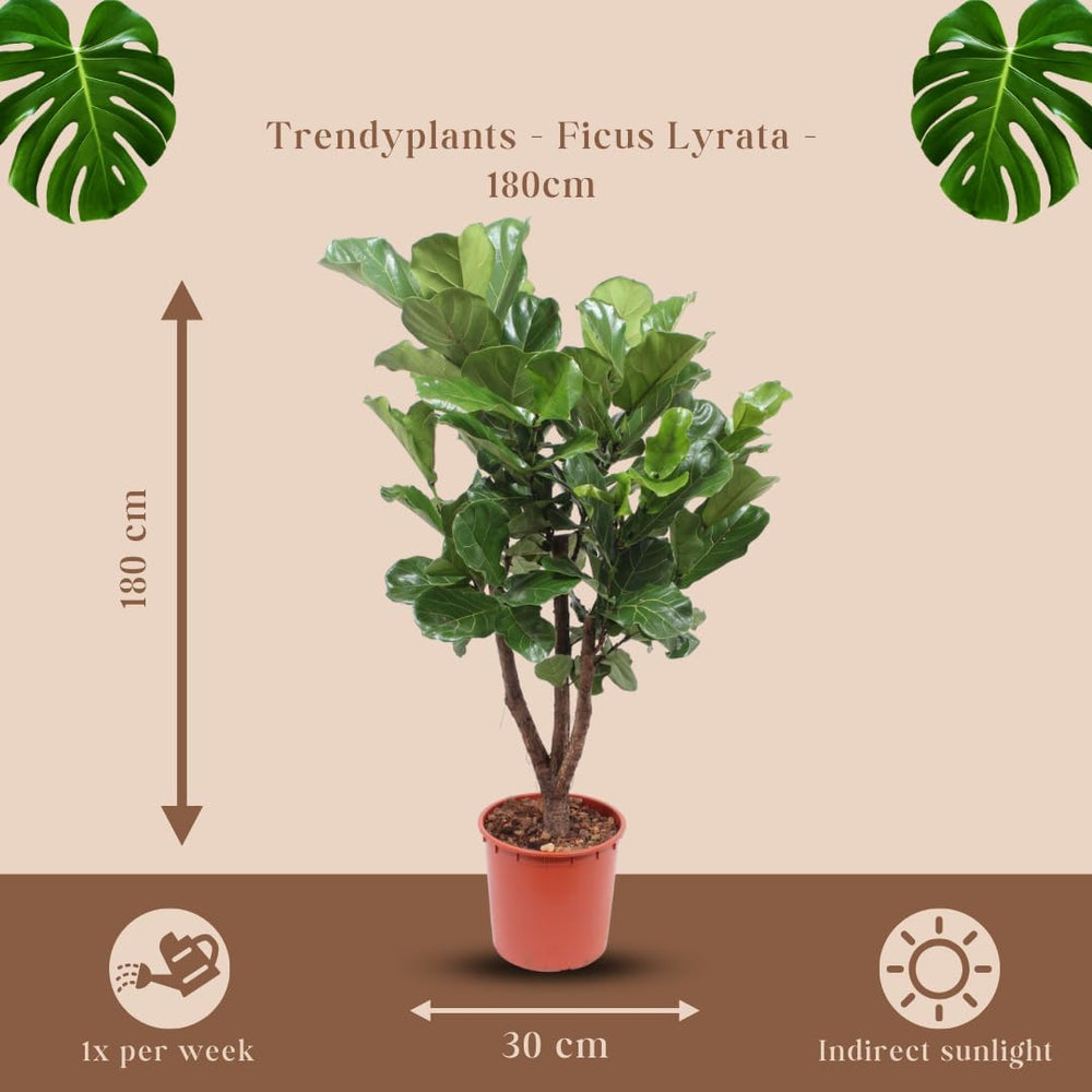 Trendyplants - Ficus Lyrata Verzweigt - Tabakpflanze - Zimmerpflanze - Höhe 170-190 Cm - Topfgröße Ø30Cm