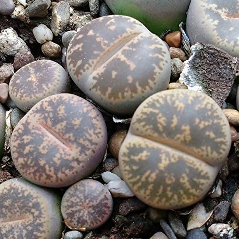 Lithops Lesliei - Sunnyplants, Seltene Lithops, Lithops Pflanzen, Lebende Stein Sukkulenten, Lebende Steinpflanzen, Lebende Steine, Lithops