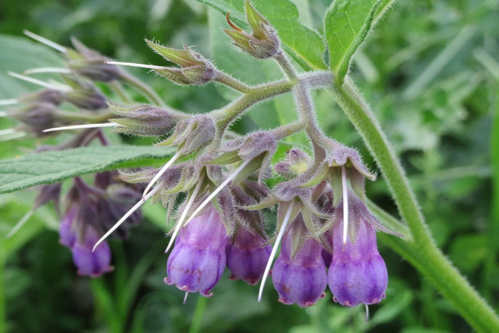 SAFLAX - Heilpflanzen - Beinwell - 15 Samen - Mit Keimfreiem Anzuchtsubstrat - Symphytum Officinale