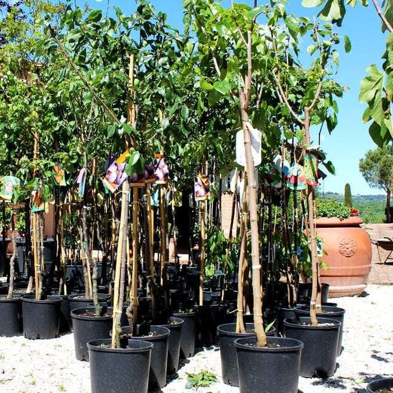 Pflaumenbaum TC Sun - Obstpflanze Topf Ø 24/26 Cm - Max. Wuchshöhe 180 Cm – Alter: 4 Jahre - Italienische Baumschule