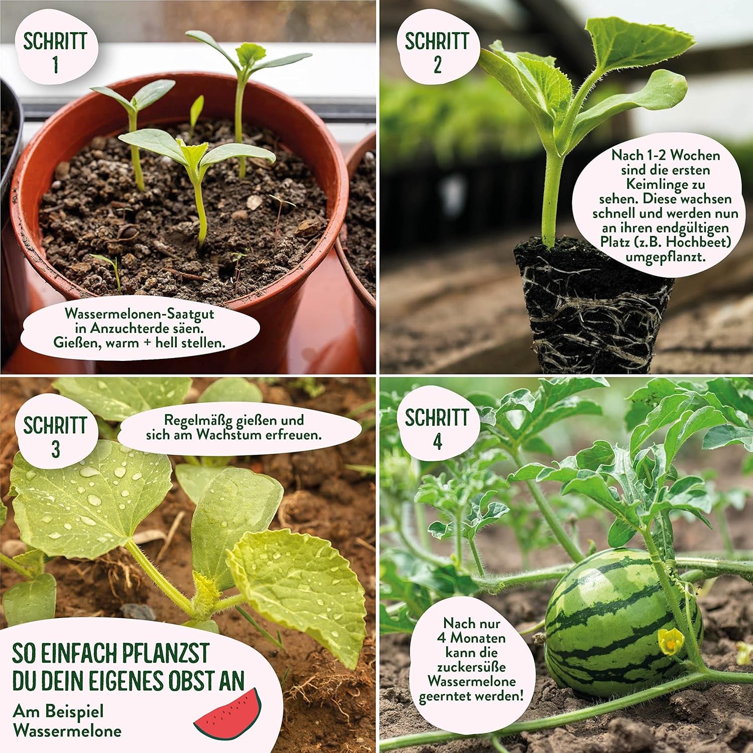 Obst Samen-Set I 10 Sorten Obstsamen I Premium Obst-Saatgut I Pflanzen Kit Inkl. - Erdbeersamen, Melonensamen, Physalis, Drachenfrucht I Pflanzen Saat I Ideales Samen-Set Geschenk