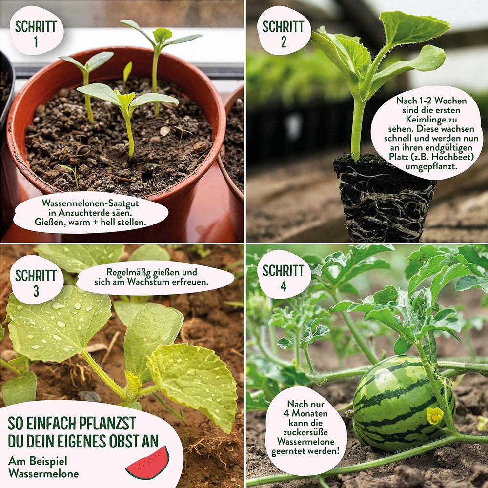 Obst Samen-Set I 10 Sorten Obstsamen I Premium Obst-Saatgut I Pflanzen Kit Inkl. - Erdbeersamen, Melonensamen, Physalis, Drachenfrucht I Pflanzen Saat I Ideales Samen-Set Geschenk