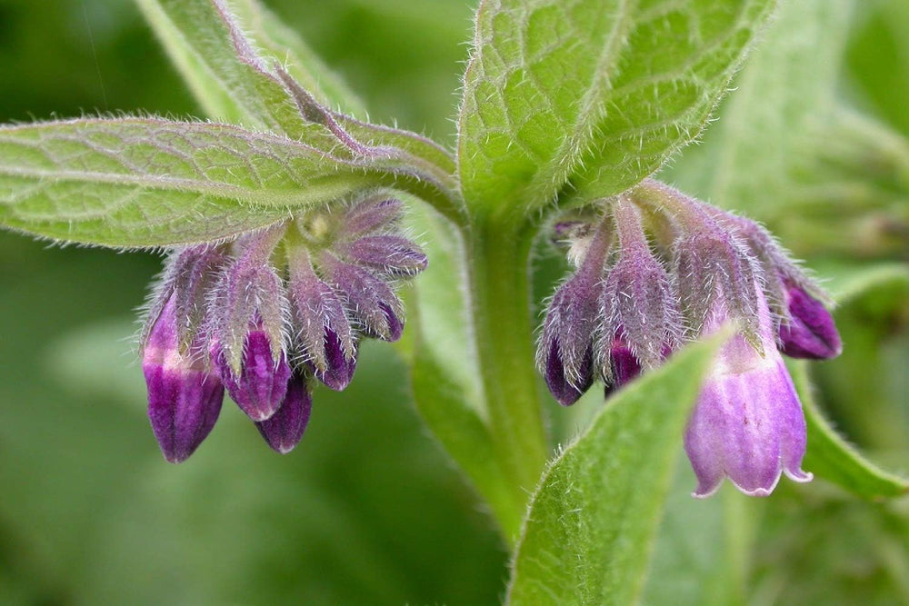 SAFLAX - Heilpflanzen - Beinwell - 15 Samen - Mit Keimfreiem Anzuchtsubstrat - Symphytum Officinale