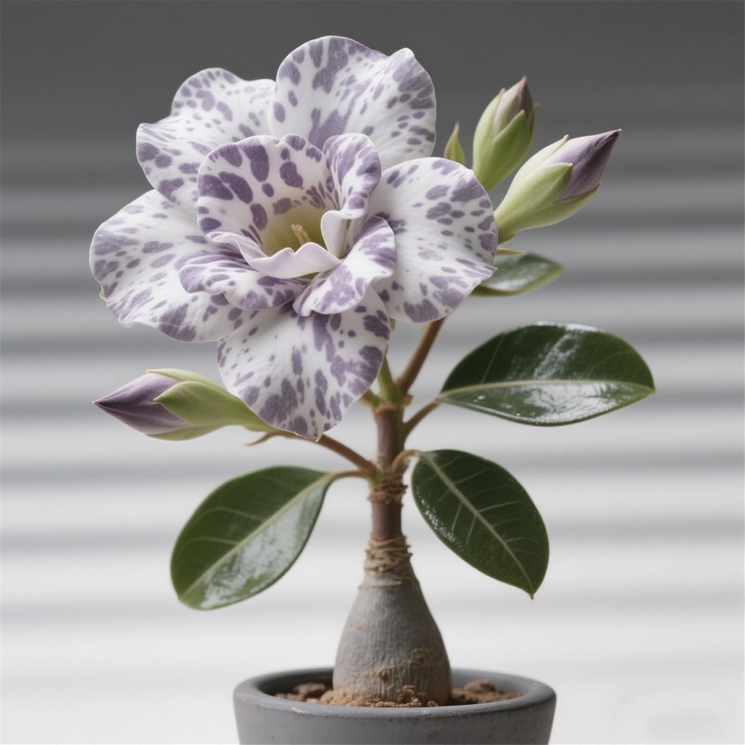 Winterhart pflanzen, Lebende Pflanzen,Mehrjährige Blumenzwiebel ist winterhart, Mysteriöse magische Glühbirne, Blumenzwiebel Mix，3 roky-1 Wüstenrose knollen -G