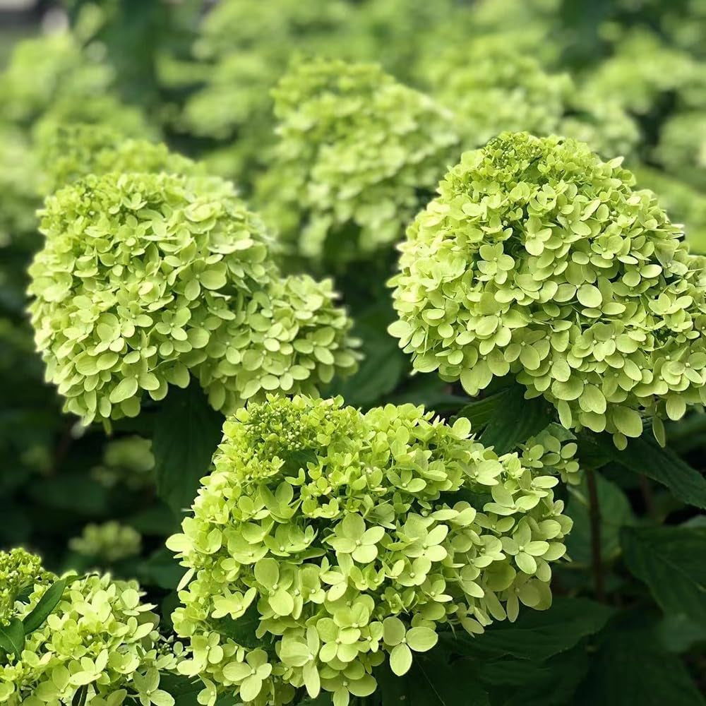 Rispenhortensie Frühlingsblume Winterharte Kübelpflanzen Hydrangea Paniculata Deko Blumenwiese Mehrjährig Topfpflanzen Hecken Kletterpflanzen Steingartenpflanzen Wiesensaatgut Garten 250Samen