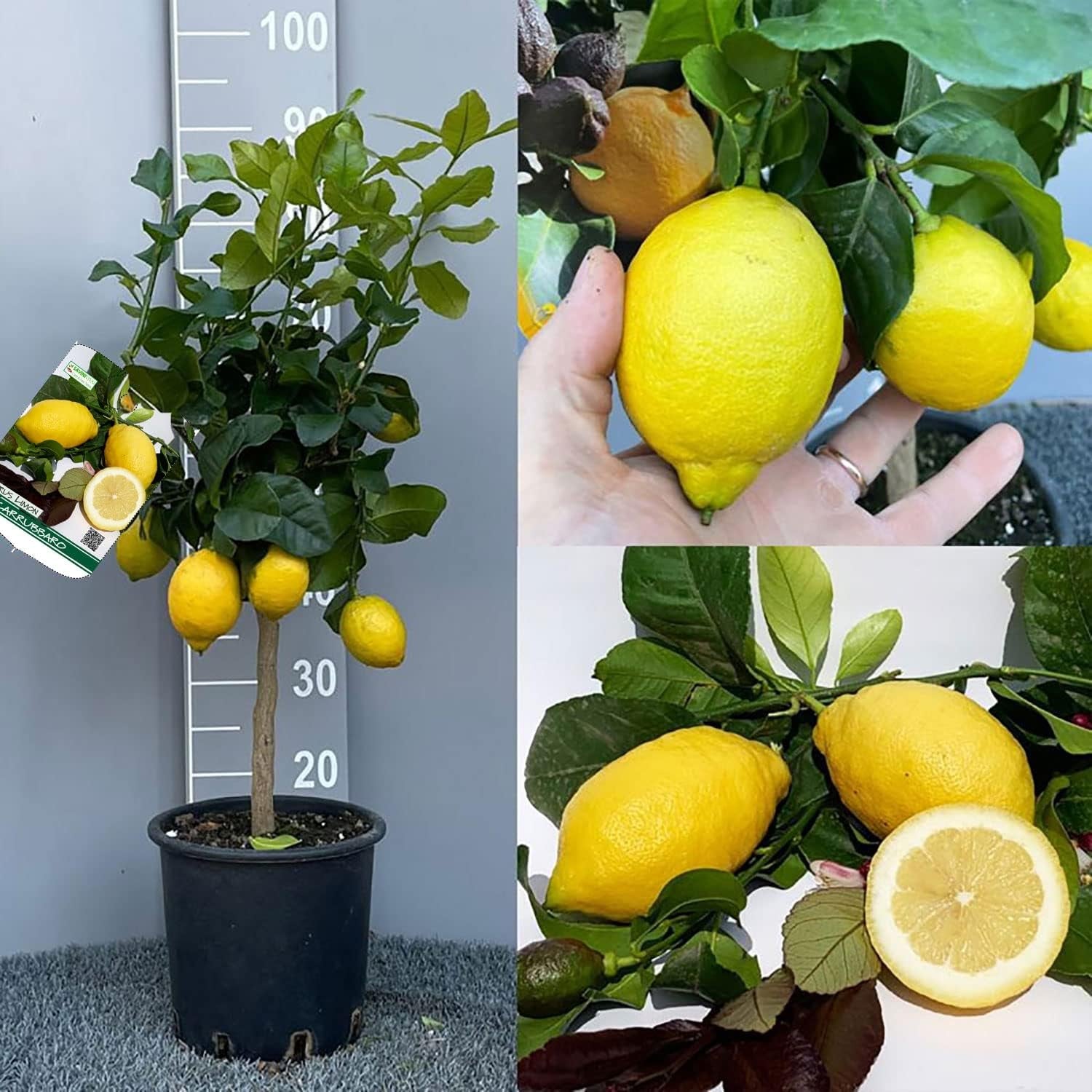 SAVINI VIVAI Zitronenpflanze, Zitrusbaum, Johannisbrotbaum, Zitronensetzling Im 20 Cm Topf, Höhe 70 Cm, 2-3 Jahre Veredelung, Hergestellt in Italien