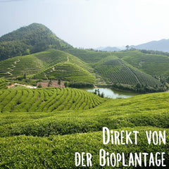 KLUIZ Gyokuro Tokiwa organic - Prima recoltă culeasă manual - Ceai verde japonez I 100 grame I Ceai verde organic