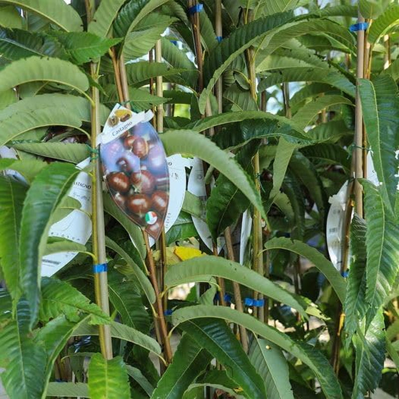 Eurokastanien Japanisch Sorten Bouche De Betizac - Obstpflanze Auf Blumentopf 15 - Baum Max 120 Cm – 2 Jahre Anbau Italien