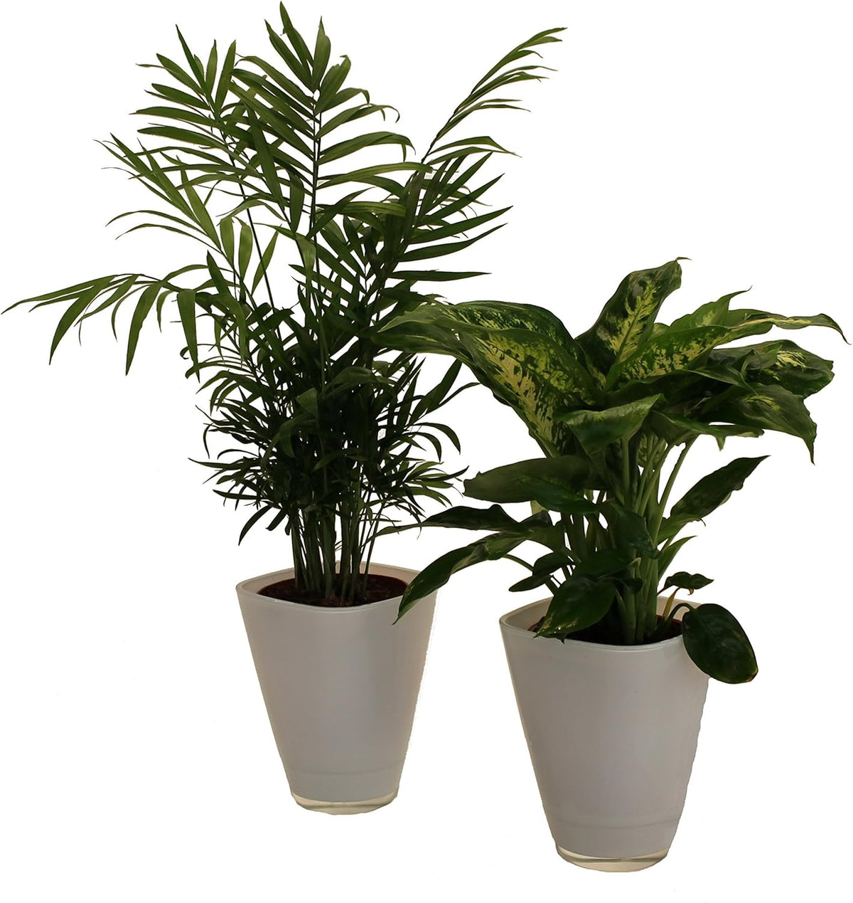 , Fresh Air Duo, Zimmerpalme Dieffenbachia Mit Dekotopf, Weiß