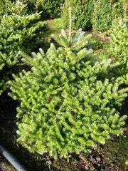 Mini-Weihnachtsbaum - Zwerg Korea Tanne Abies Koreana Molli 100-125 Cm Hoch Mit Ballen