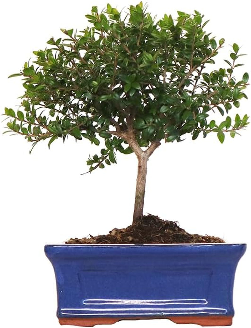 KENTIS - Myrten Bonsai Baum Echt Für Draußen - Myrtus Communis Gartenbonsai - Balkon Pflanzen - H 20/25 Cm Topf 16 Cm (Myrten Bonsai, Topf 16 Cm)