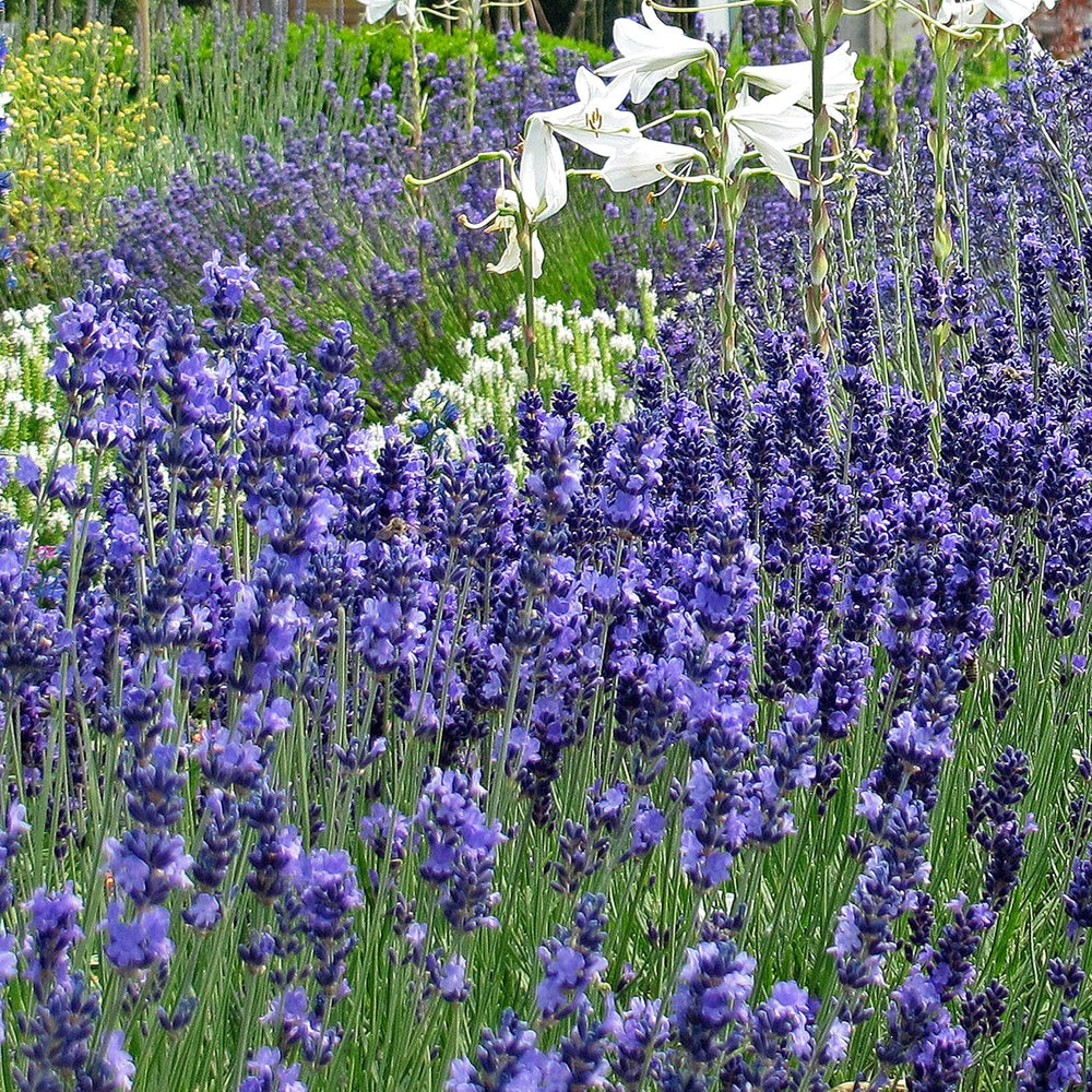 Vonné rostliny - Sasenset mit 6 prachtvoll duftenden Blühpflanzen