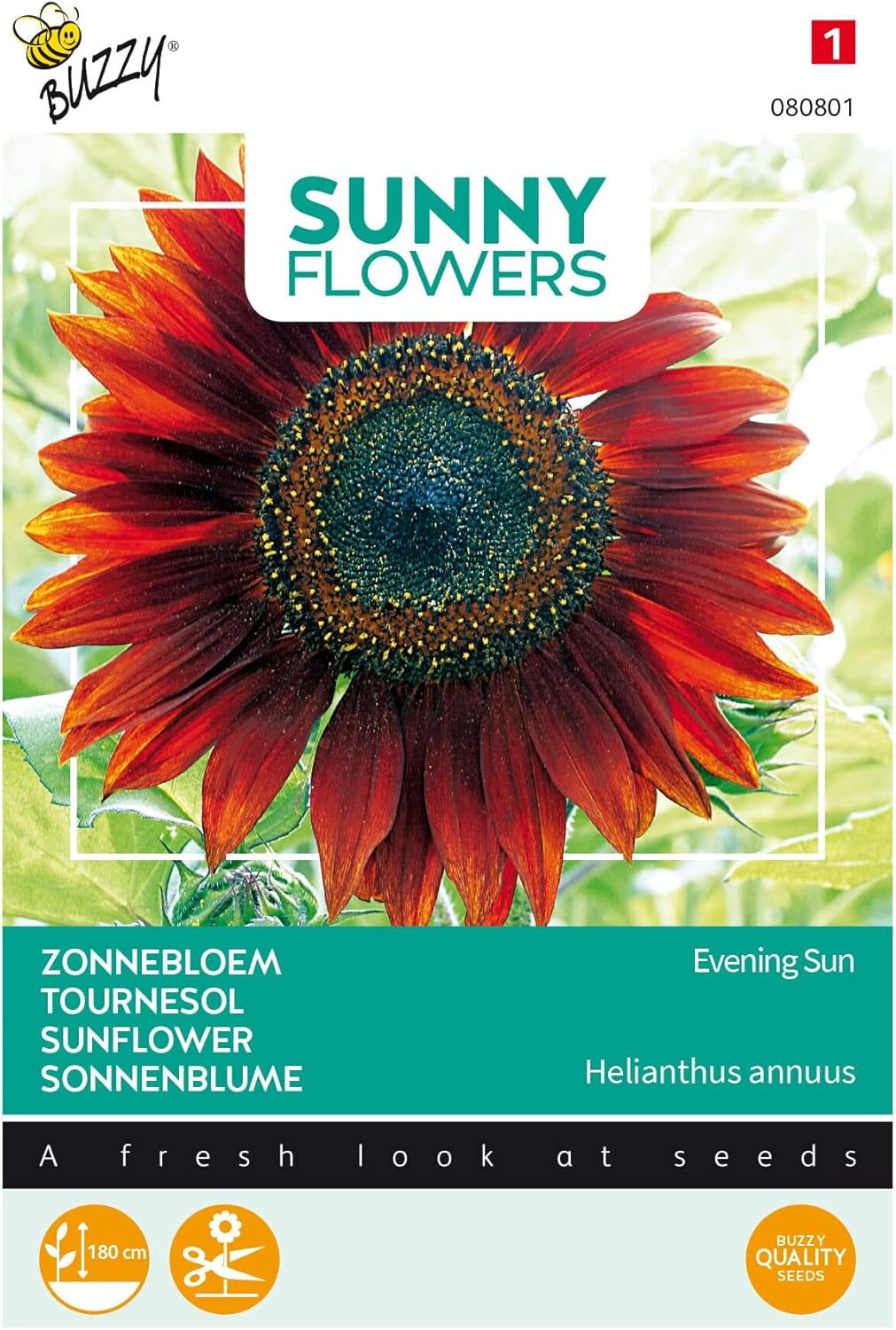 Slunečné květiny, slunečnice, večerní slunce