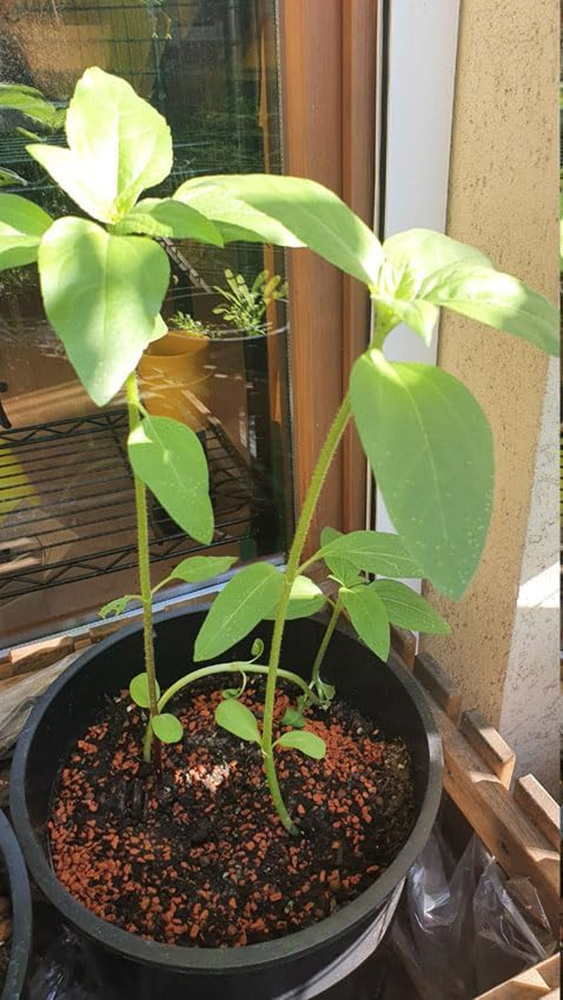 Dárková sada Plant Grow - Sunflower Sunset, včetně květináčů, substrátu a návodu k pěstování