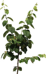 KENTIS – Quittenbaum – Quitten Pflanzen – Echte Outdoor Pflanzen – Garten Obstbaum – Obstpflanzen – Topf Ø 28 Cm