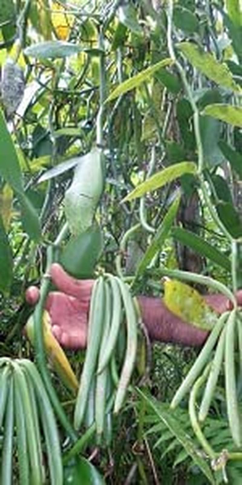 Vanilkový prášek 50 G, mletý vanilkový prášek 100% čisté Aromas Naty Shop