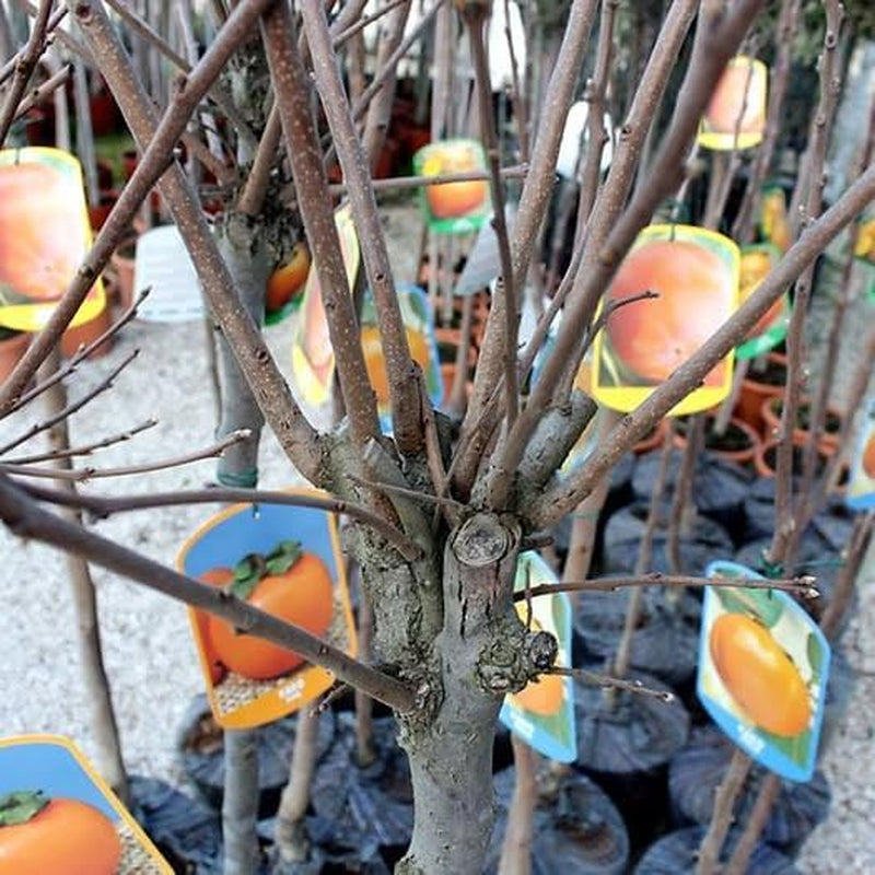 Kakibaum — Vainiglia Vaniglia — Obstpflanze Im Topf Ø 24-26 Cm — Max. Höhe 170-180 — 4 Jahre Alt