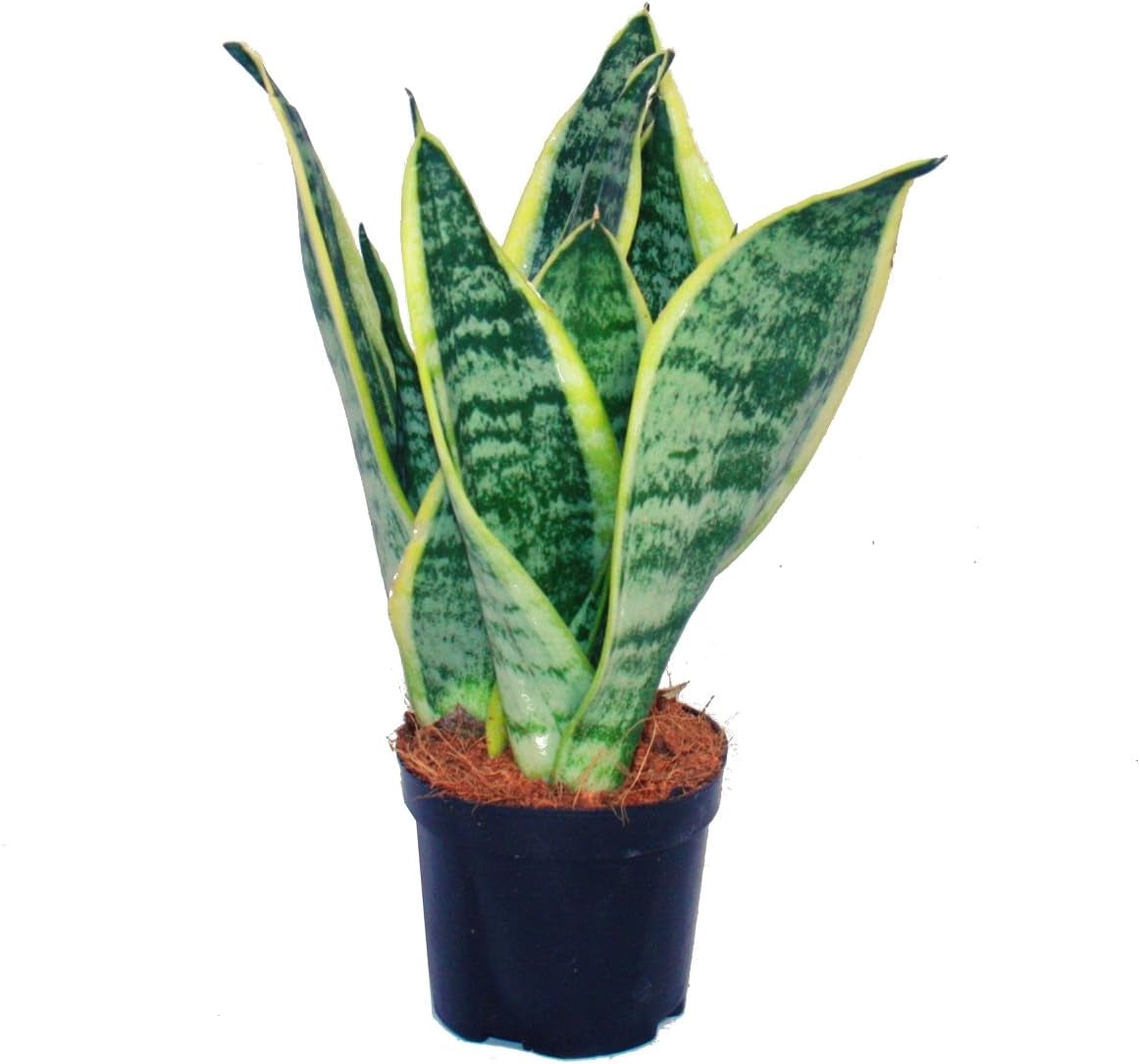 Exotenherz - Sansevieria Trifaciata Hahnii - 3 Versch. Pflanzen Im 5,5Cm Topf - Bogenhanf, Schwiegermutterzunge