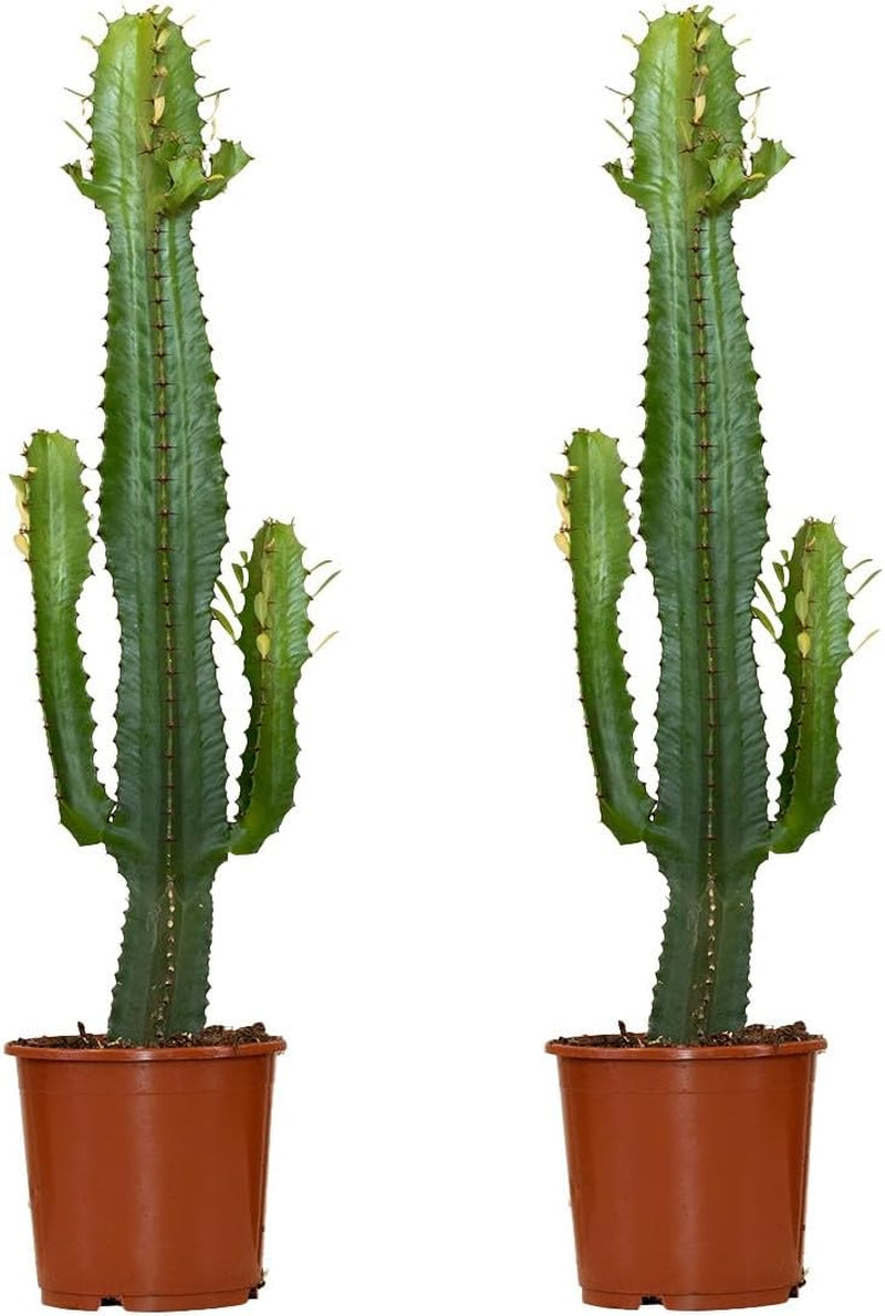 Bloomique - Euphorbia Acrurensis - Cowboy Kaktus - Sukkulenten - Zimmerpflanzen - Sehr Pflegeleicht - Höhe 80-100 Cm - Topf 24 Cm