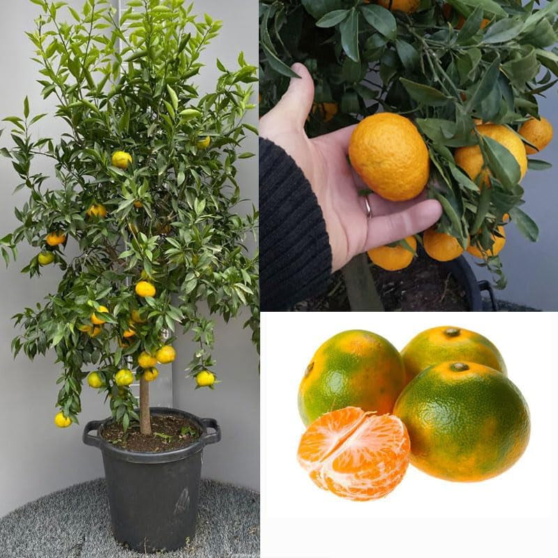 SAVINI VIVAI Mandarinenpflanze, Zitrusbaum, Frühe Mandarine Satsuma Miyagawa Im 20 Cm Topf, Höhe 70 Cm, 2-3 Jahre Veredelung, Hergestellt in Italien