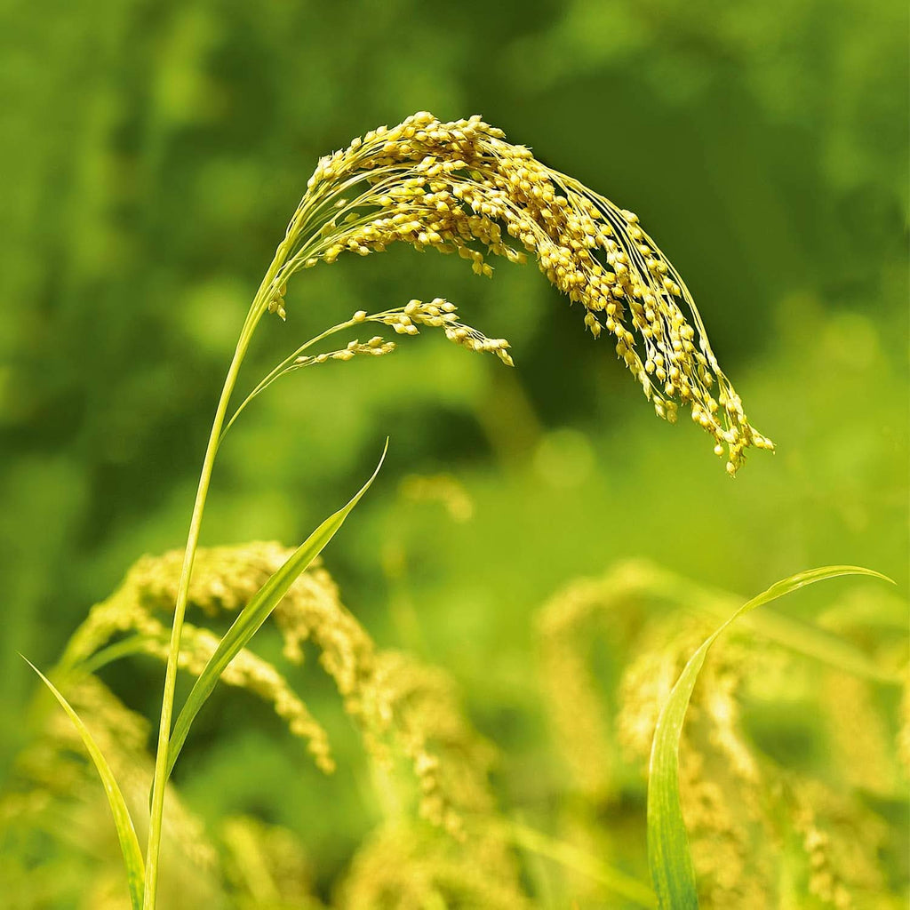 WELEDA Organic Millet Care Shampoo, curatare delicata, 190 ml Duș și baie Naty Shop