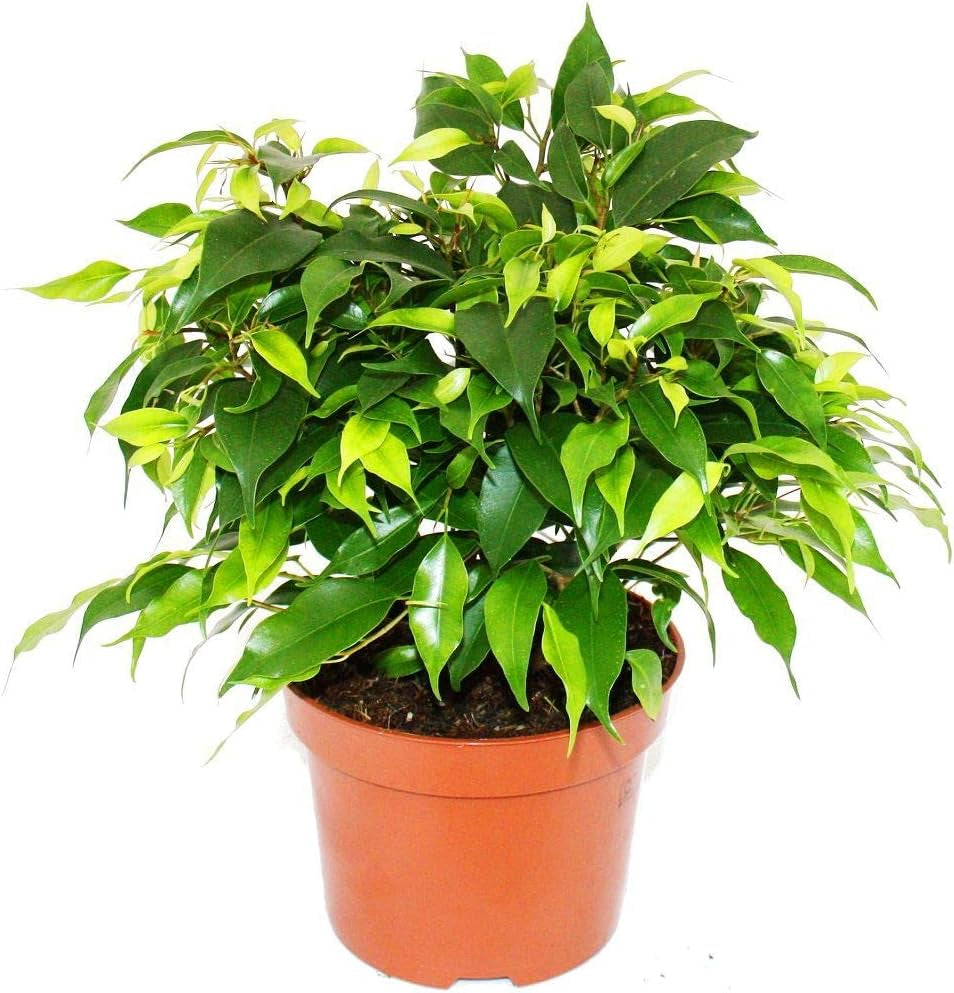 Exotenherz Zimmerpflanzen-Mix II 3Er Set, 1X Dieffenbachia, 1X Chamaedorea (Bergpalme) 1X Dracena Marginata (Drachenbaum), 10-12Cm Topf