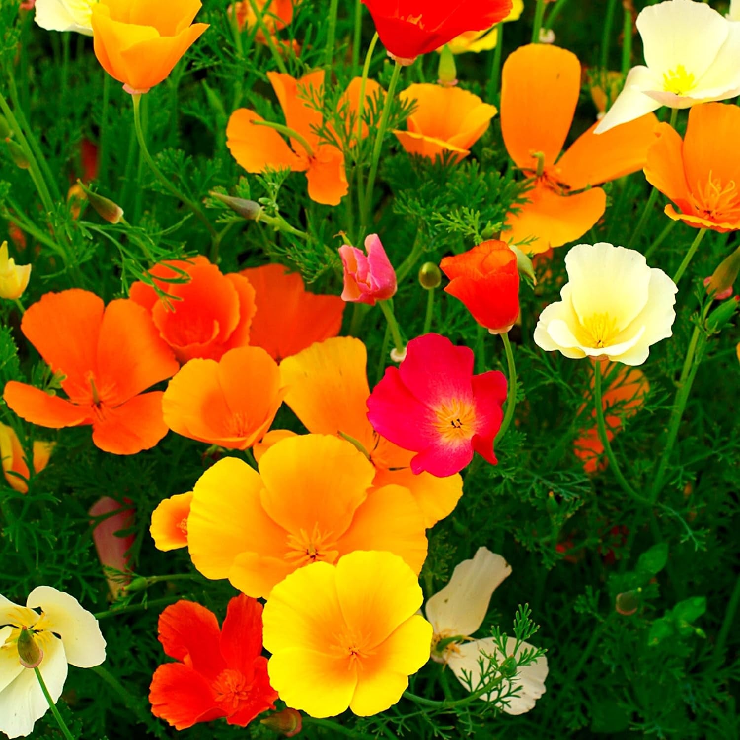 Kalifornská směs máku (Eschscholzia californica) - Krásně kvetoucí mák s dlouhou dobou květu pro barevnou květinovou louku (California Poppy)