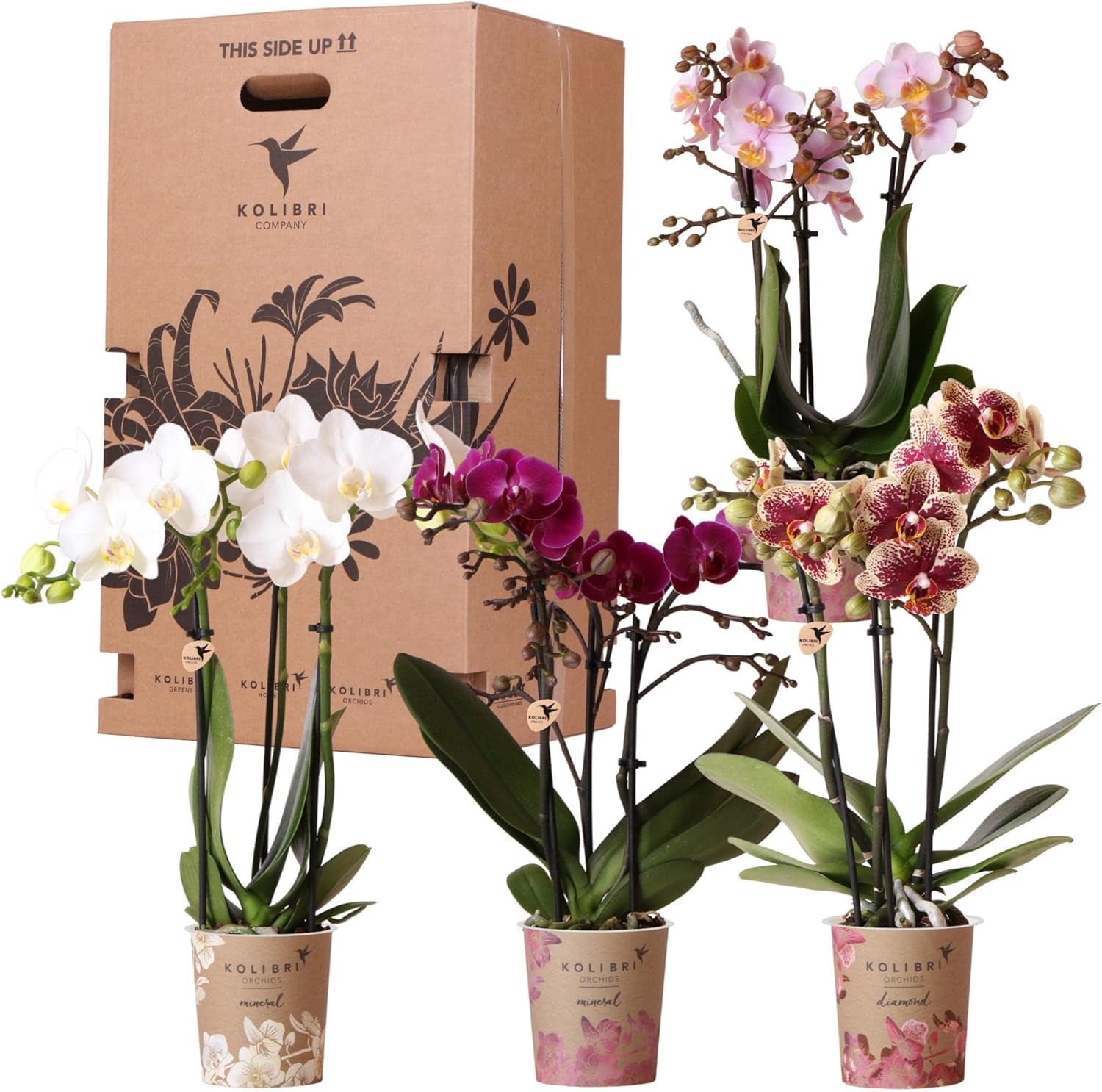 Kolibri Orchids - Überraschungsbox Mix - Pflanzen Vorteilsbox - Überraschungsbox Mit 4 Verschiedenen Orchideen - Frisch Vom Züchter