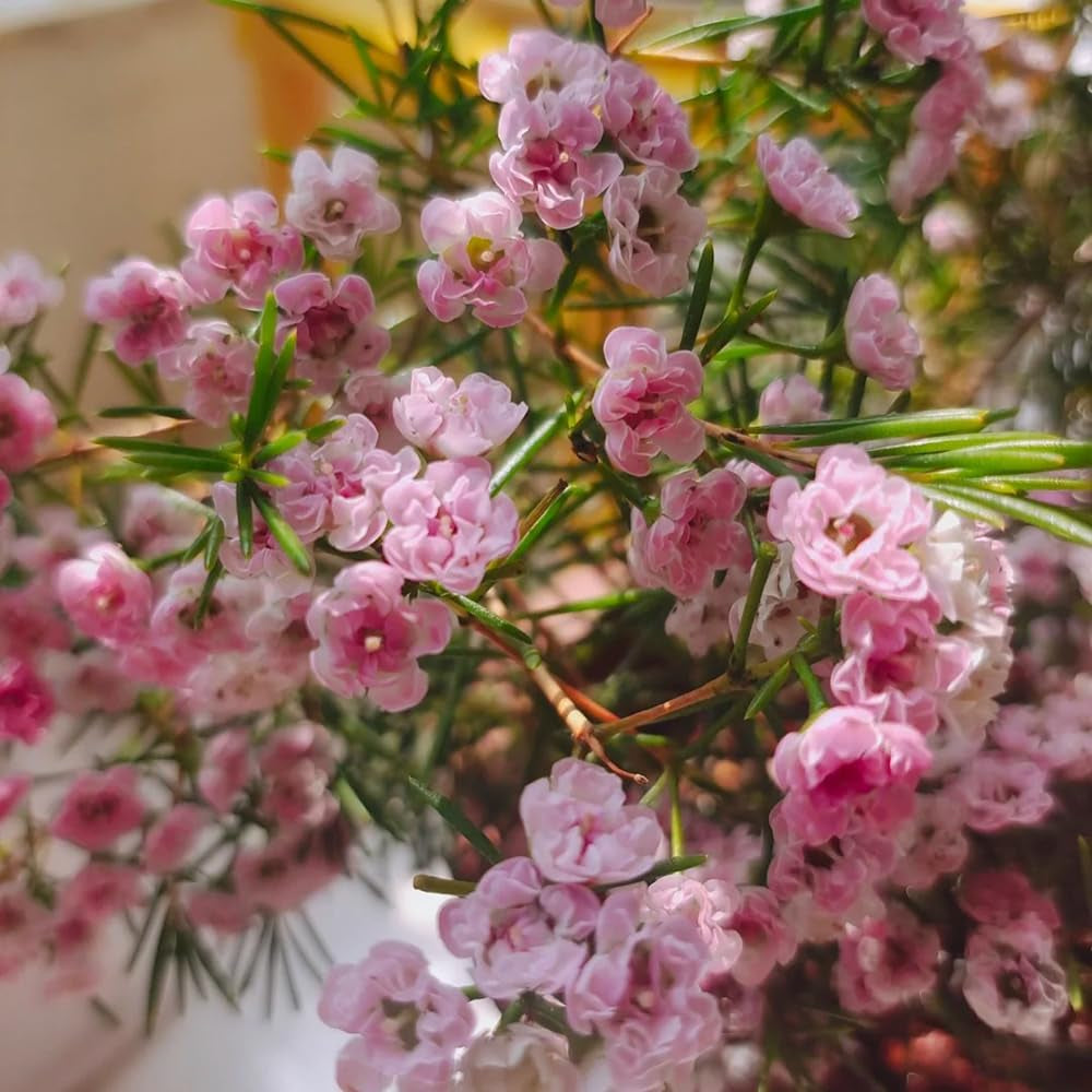 Chamelaucium Uncinatum Garten Baumsamen Bonsai Zimmerbonsai Schnittblumen Balkonpflanzen Frühlingsblumen Gartenpflanzen Winterhart Mehrjährig Exotische Bio Grünpflanzen Winterharte 85Samen
