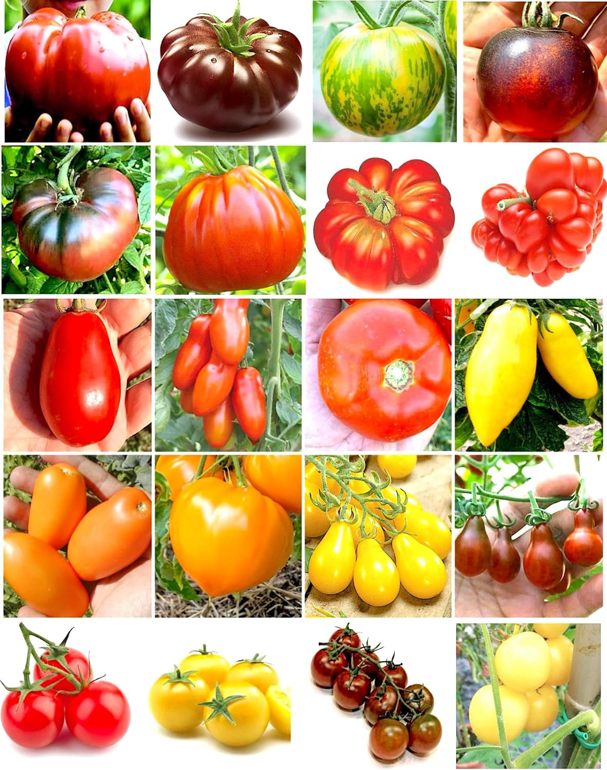 200 TOMATENSAMEN in 20 SELTENE SORTEN REICH an NÄHRSTOFFKONSTANTEN + LEITFADEN: ITALIENISCHE RIESENTOMATE, KRIMSCHWARZ, GRÜNES ZEBRA, INDIGO ROSE, CHEROKEE PURPLE, ROMA, SAN MARZANO Usw