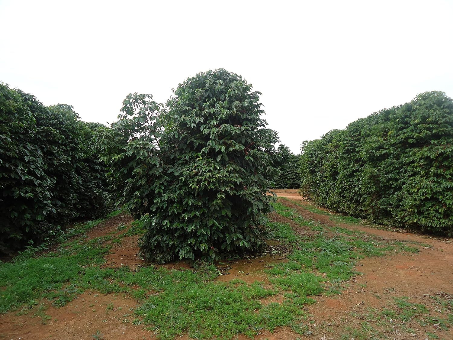 CAFES GUILIS DESDE 1928 AMANTES DEL CAFÉ- Kaffeebohnen Arabica Finca Mocatan kolumbien 2 kg