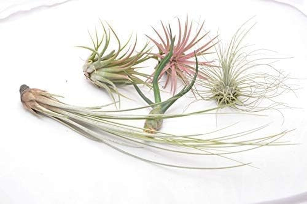 Tillandsia Luft Pflanzen Kollektion Innen Haus Pflanze Blume Für Geschenk Sonder Anlass - Caput Medusae