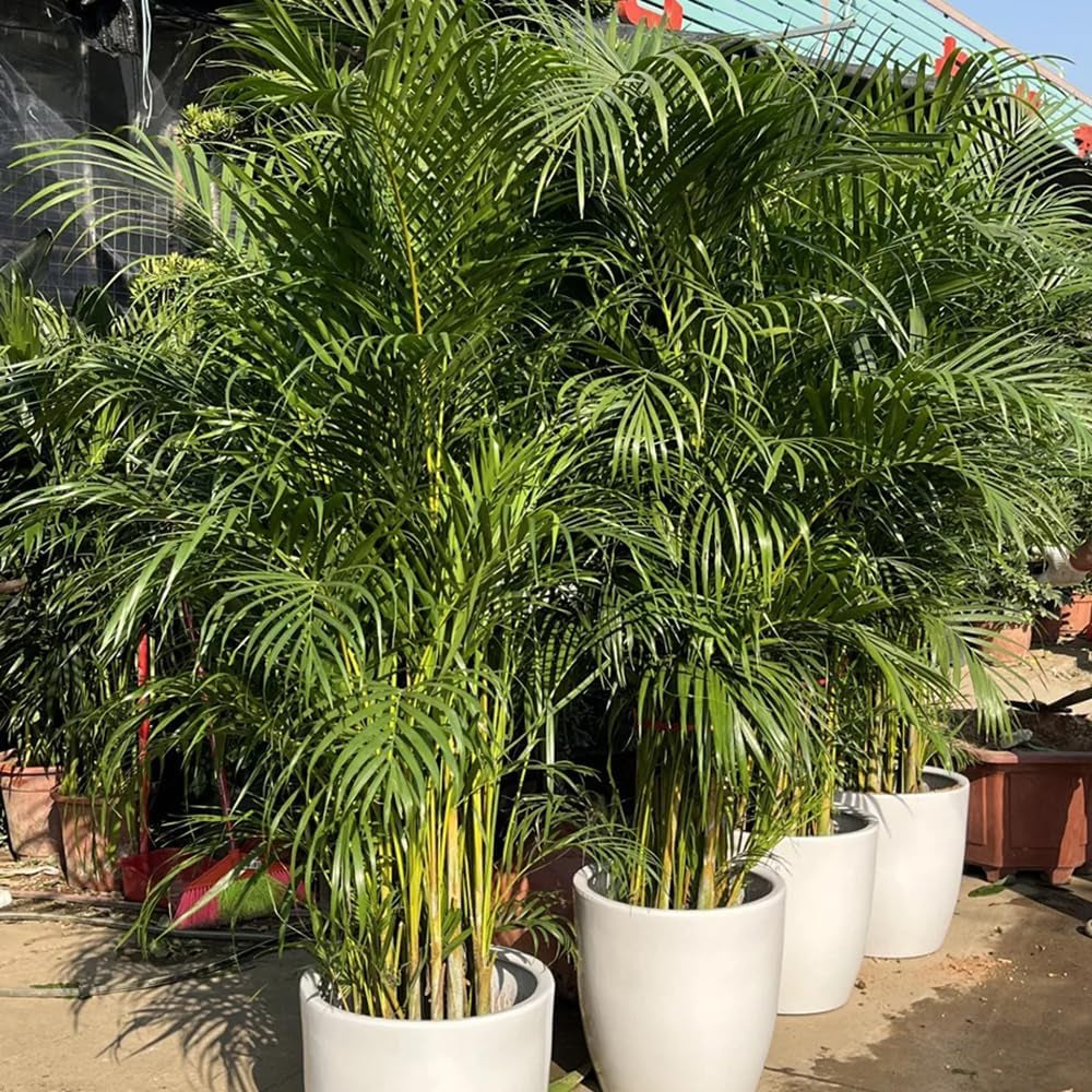 Goldfruchtpalme, Balkonpflanzen Winterhart Dypsis Lutescens, Grünpflanzen Pflegeleichte Zimmerpflanzen Luftreinigende Zimmerpflanzen 15Samen