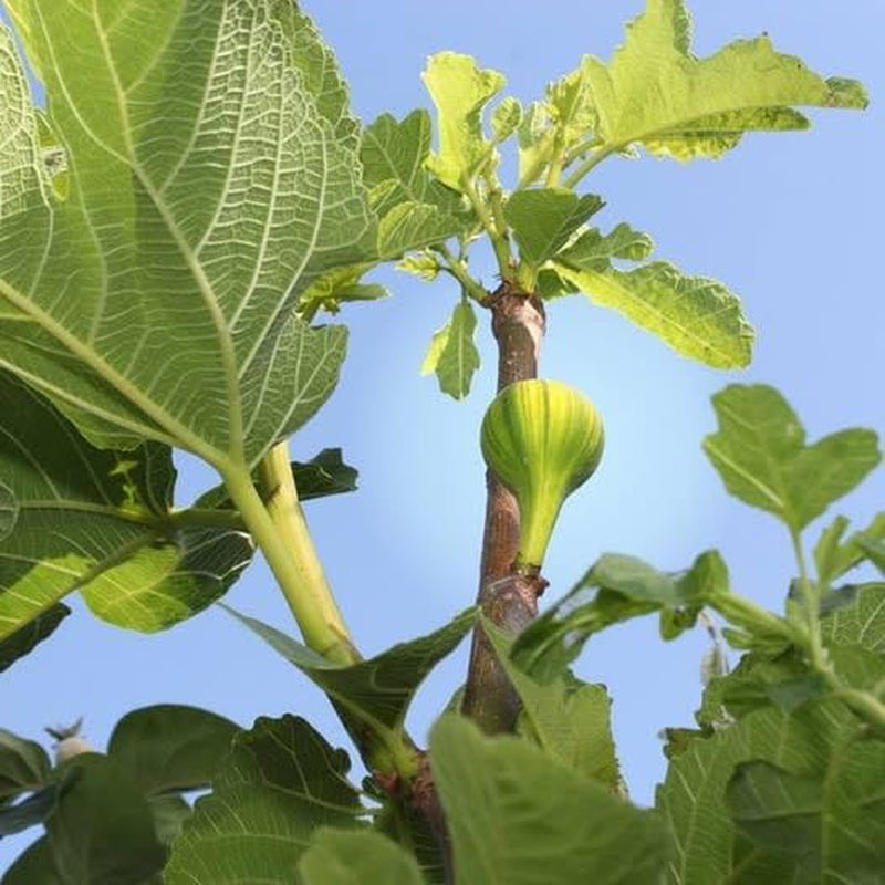 Feigenbaum Panascè – Obstpflanze Alte Sorte Topf Ø 26 Cm, Max. Wuchshöhe 180 Cm – Alter: 4 Jahre - Italienische Baumschule