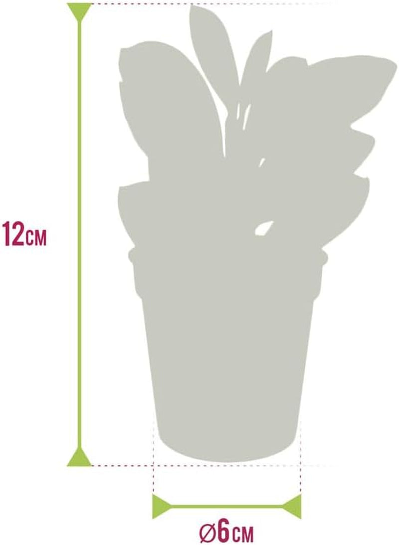 Vdvelde.Com - Mini Plants 10-10 Farne Und Zimmerpflanzen - Ø 6 Cm ↥ Ca. 10 Cm - Ohne Töpfe