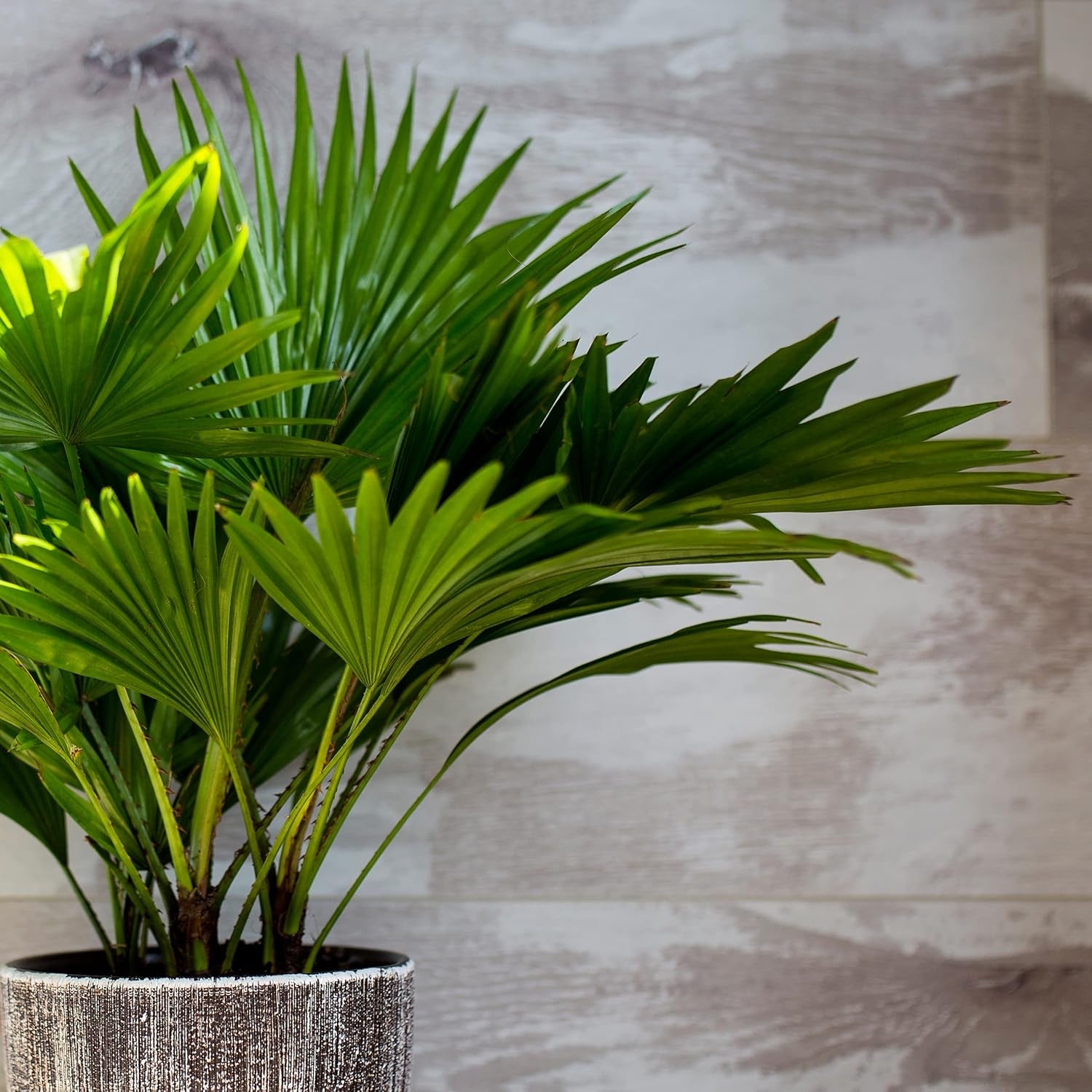 Chinesische Hanfpalme Saatgut: Palmen Samen Für 5X Palme Zimmerpflanze – Winterharte Zimmerpflanzen Groß – Grünpflanzen Zimmerpflanzen Samen Owngrown