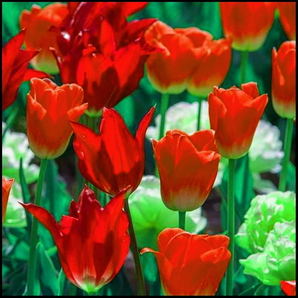 Směs cibulovin, mysteriózní kouzelná cibulka, mrazuvzdorná výsadba, mrazuvzdorná trvalka, mrazuvzdorné cibuloviny – 3 cibule orchidejí