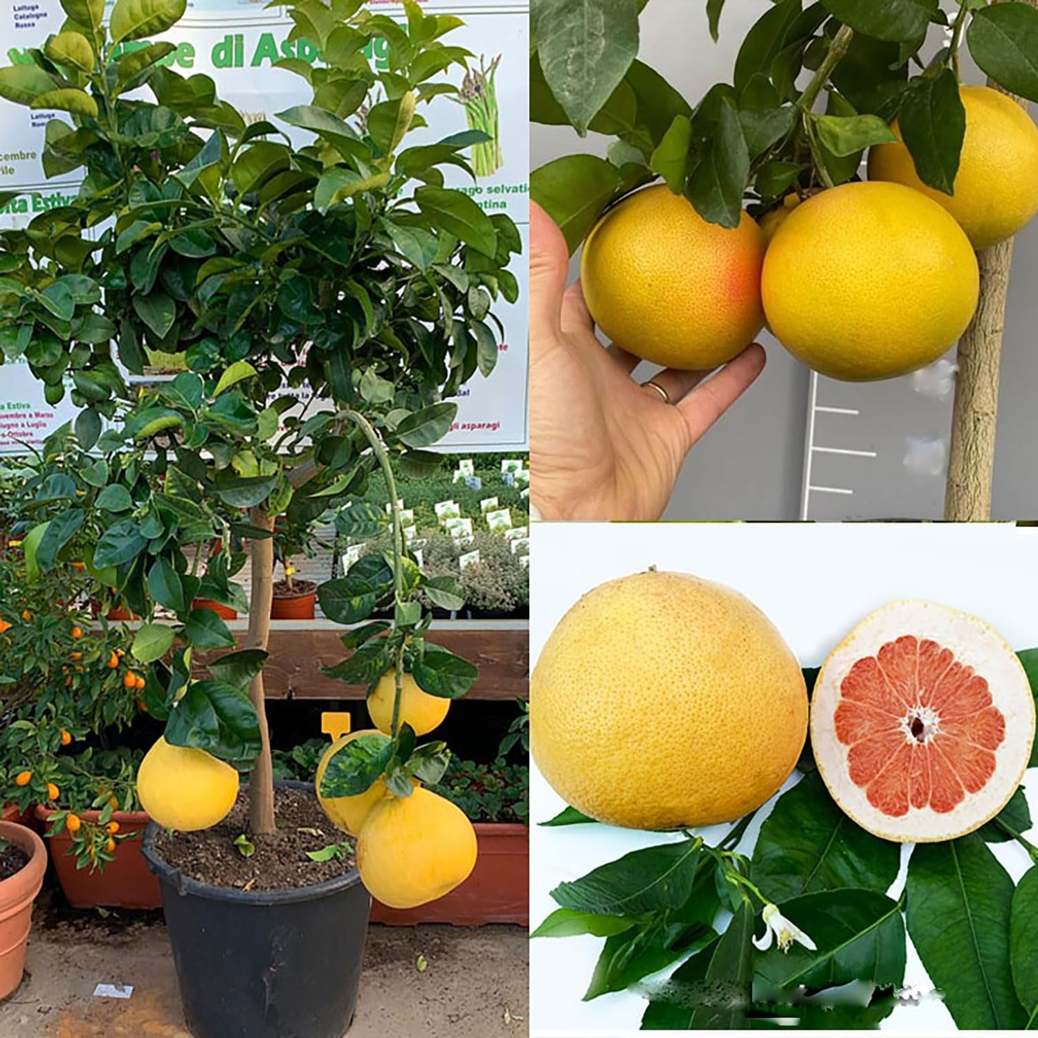 SAVINI VIVAI Grapefruitpflanze, Rosa Grapefruit-Zitrusbaum Im 20 Cm Topf, Höhe 70 Cm, 2-3 Jahre Veredelung, Hergestellt in Italien