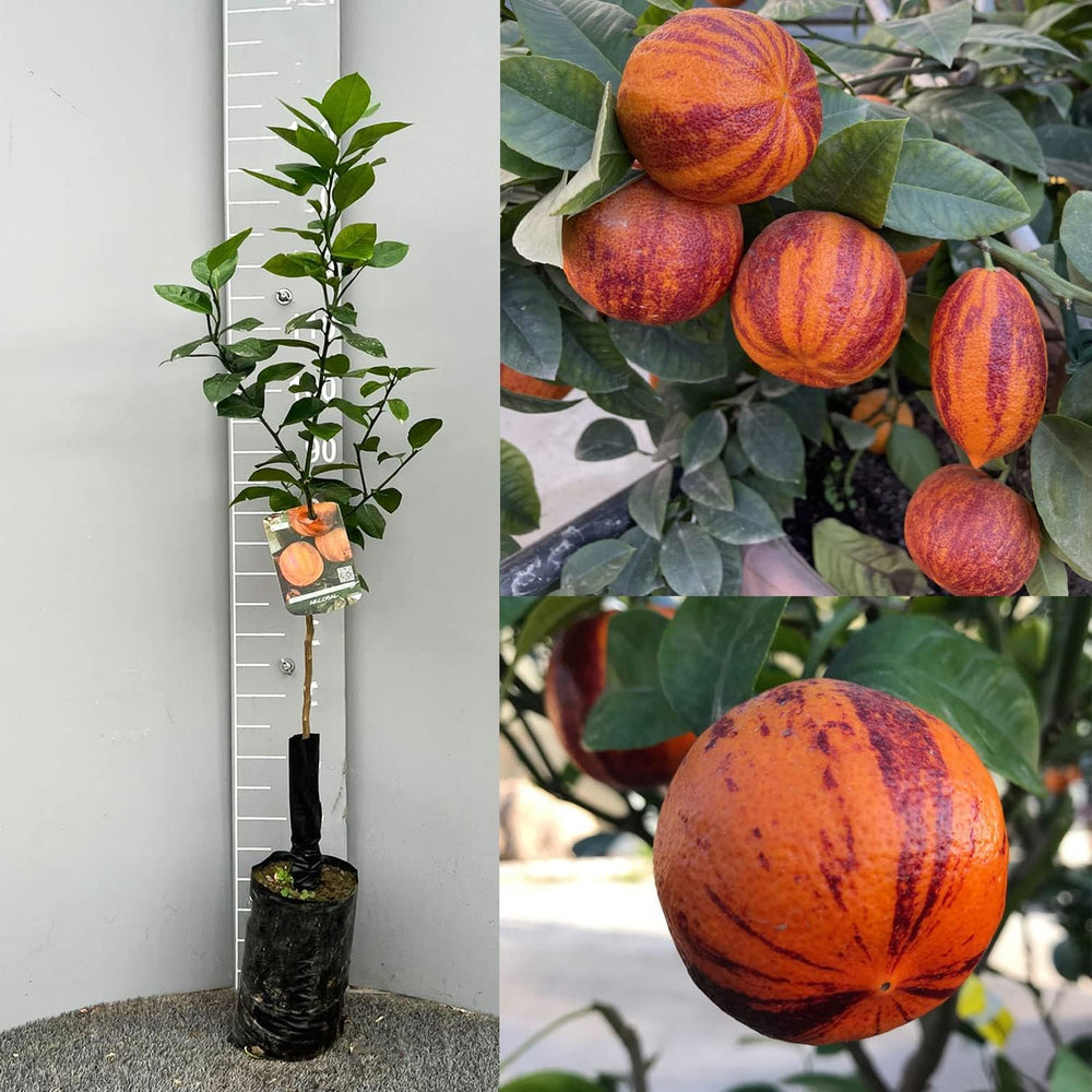 SAVINI VIVAI Zitronenpflanze, Zitrusbaum Lemon Arcobal Im 20 Cm Topf, Höhe 70 Cm, 2-3 Jahre Veredelung, Hergestellt in Italien