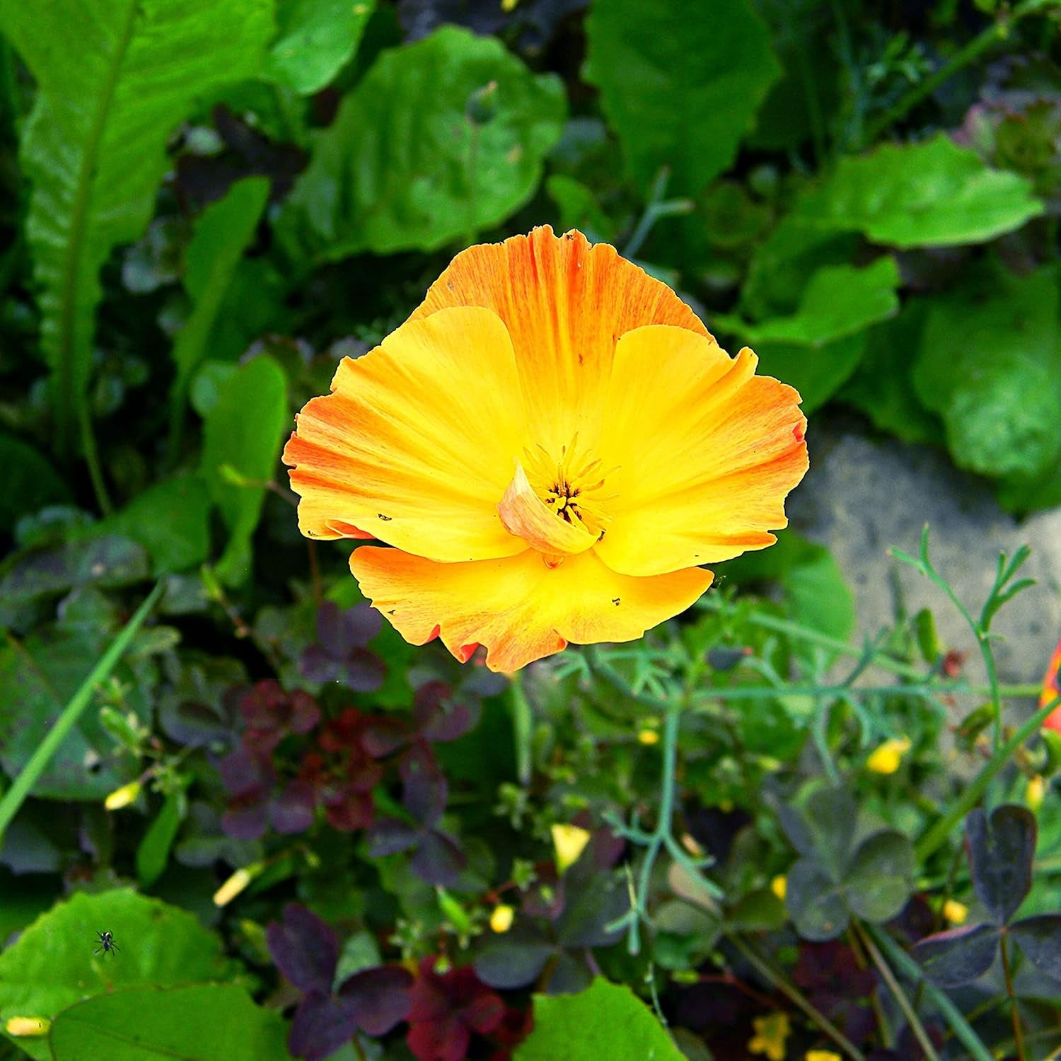Kalifornská směs máku (Eschscholzia californica) - Krásně kvetoucí mák s dlouhou dobou květu pro barevnou květinovou louku (California Poppy)