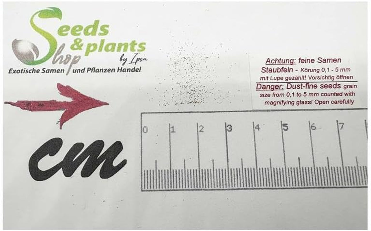 Stk - 20X Satyrium Odorum Orchidee Garten Zimmer Pflanzen - Samen B250 -