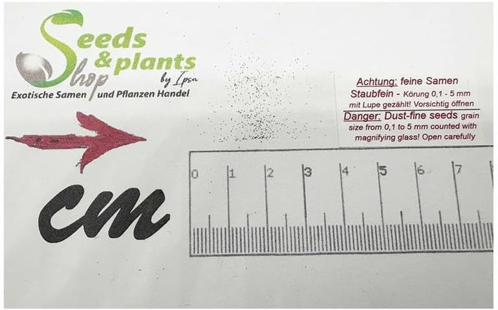 Stk - 20X Satyrium Odorum Orchidee Garten Zimmer Pflanzen - Samen B250 -