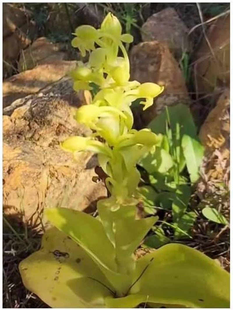 Stk - 20X Satyrium Odorum Orchidee Garten Zimmer Pflanzen - Samen B250 -