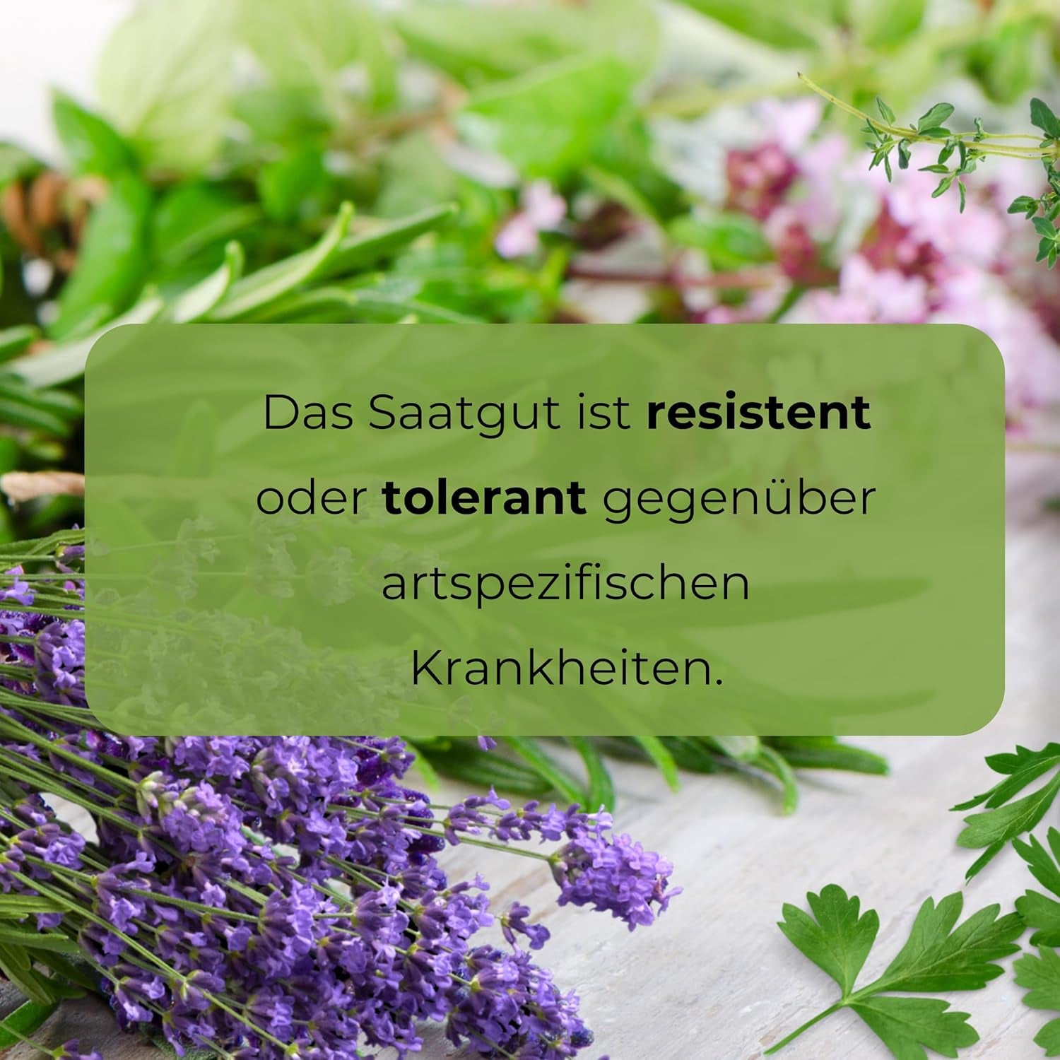 Cosmos Sensation Mix 1g semínek, Cosmos Mix Letní květiny, Zahradní rostliny Balkonové rostliny, Květinová semena