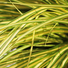 Carex Oshimensis Evergold Winterharte Ziergräser Für Kübel Sichtschutz Winterfeste Immergrüne Sträucher Winterhart Steingartenpflanzen Herbst Deko Winterharte Kübelpflanzen Seltene 200Samen