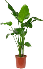 Bloomique - Strelitzia Nicolai - Paradiesvogelblume - Paradiesvogelblume - XXL Zimmerpflanzen - Luftreinigend - Pflegeleicht - 150-170 Cm Hoch - Topf 27 Cm