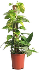 Efeutute, Scindapsus, (Epipremnum Aureum), Gelb Grünes Buntes Blattwerk, Rankend, Luftreinigend, Am Moosstab Gezogen (Ca. 75Cm Hoch Im 19Cm Topf)