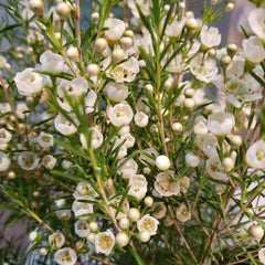 Chamelaucium Uncinatum - Gartenpflanzen Winterhart Mehrjährig Minigarten Für Sonnige Plätze Schnell Wachsende Sträucher Garten Baumsamen Bonsai Luftreinigende Zimmerpflanzen Bonsaibaum 55Samen