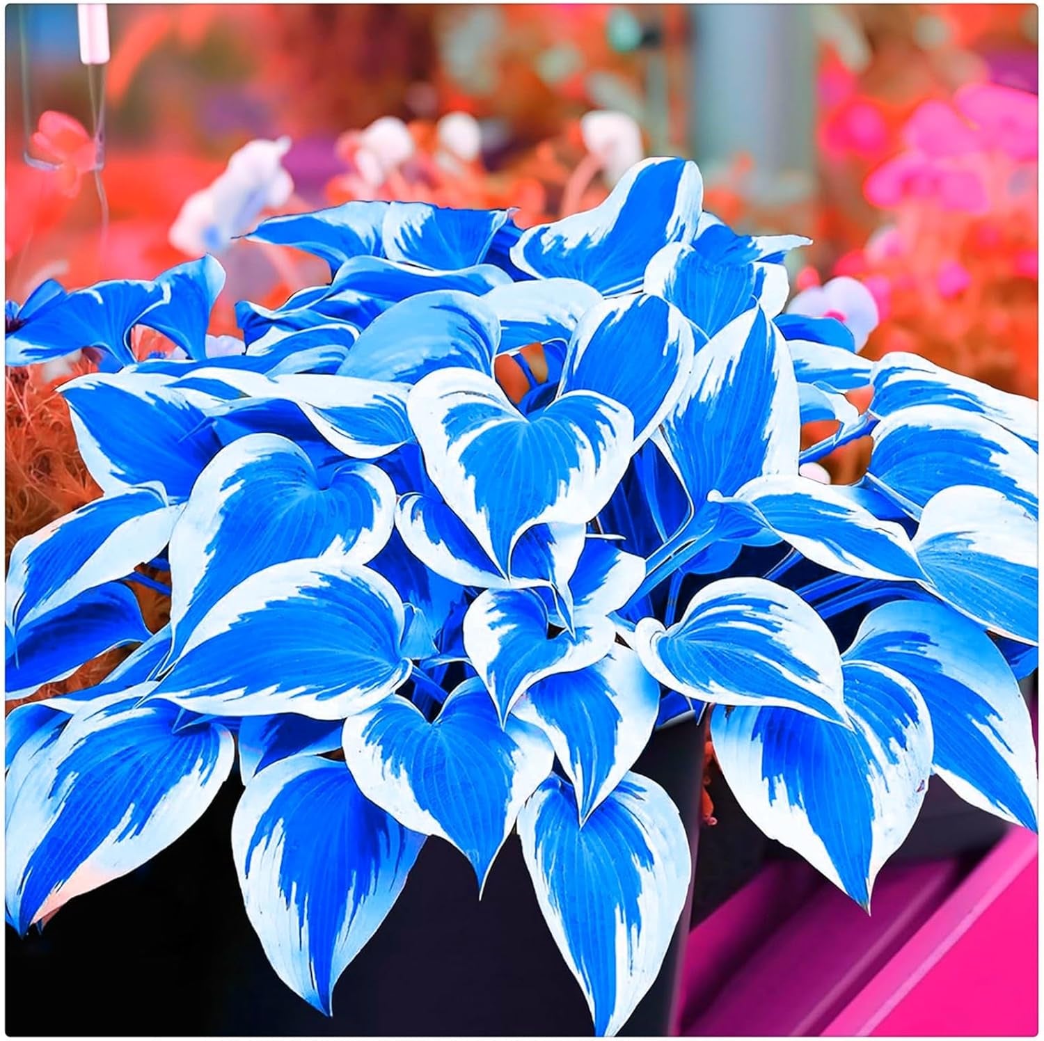 Směs cibulovin, mysteriózní kouzelná cibulka, mrazuvzdorná výsadba, mrazuvzdorná trvalka, mrazuvzdorné cibuloviny – 3 cibule orchidejí